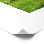 Scimitar oryx Tier Poster (Ecke)