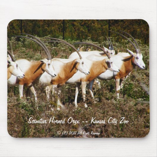 Scimitargehörntes Oryx mousepad (Vorne)