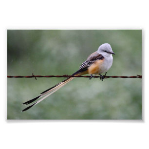 Scissor-angebundener Flycatcher gehockt auf Fotodruck