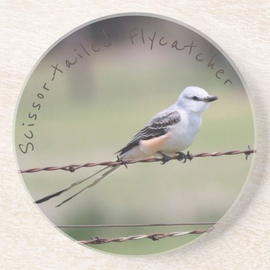 Scissor-angebundener Flycatcher-Untersetzer Untersetzer (Vorne)