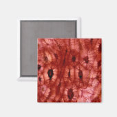 Sclerenchyma Zellen aus der Kirschgrube Magnet (Vorderseite/Rückseite)