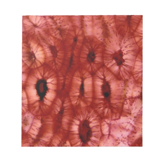 Sclerenchyma Zellen aus der Kirschgrube Notizblock (Vorderseite)