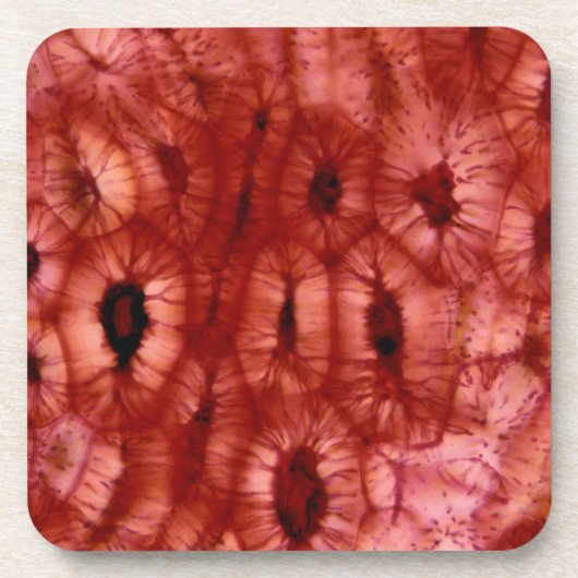 Sclerenchyma Zellen von einer Kirschgrube Getränkeuntersetzer (Vorderseite)