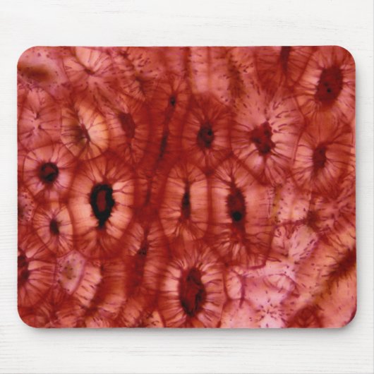 Sclerenchyma Zellen von einer Kirschgrube Mousepad (Vorne)