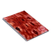 Sclerenchyma Zellen von einer Kirschgrube Notizblock (Rechte Seite)