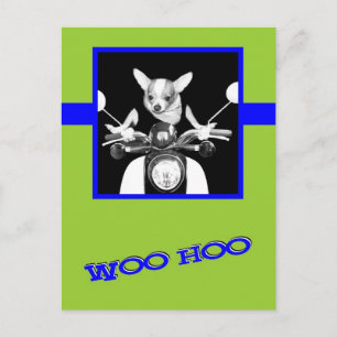 Scooter Chihuahua Postkarte