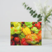Scotch Bonnet Chili Paprikaschoten Postkarte (Stehend Vorderseite)