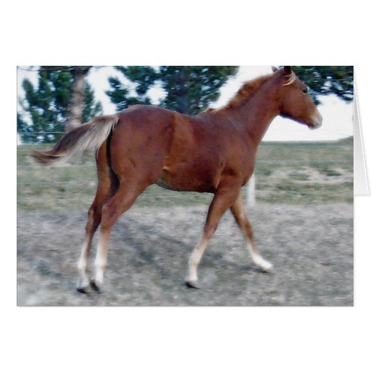 Scotch Boy (Vorderseite (Horizontal))