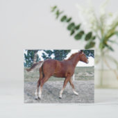 Scotch Boy Postkarte (Stehend Vorderseite)