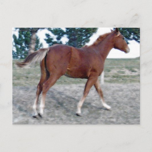 Scotch Boy Postkarte (Vorderseite)