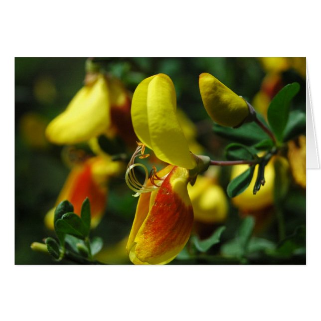 Scotch Broom Blossoms (Vorderseite (Horizontal))