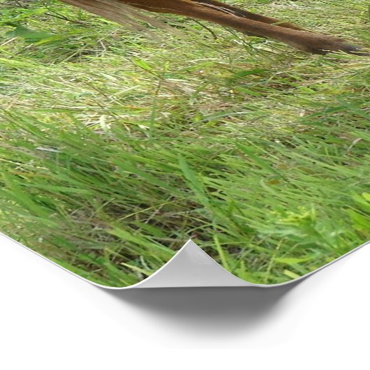 Scotch Eats Poster (Ecke)