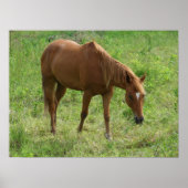 Scotch Eats Poster (Vorne)