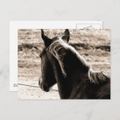 Scotch in Brown Tones Postkarte (Vorne/Hinten)