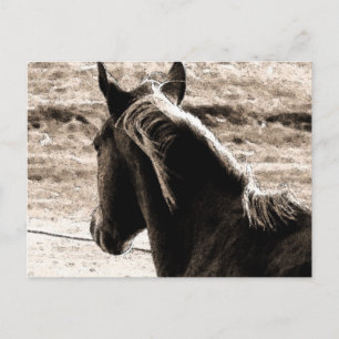 Scotch in Brown Tones Postkarte