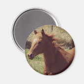 Scotch in Motion Magnet (Vorderseite/Rückseite)