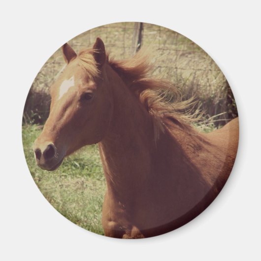 Scotch in Motion Magnet (Vorne)