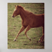 Scotch in Motion Poster (Vorne)