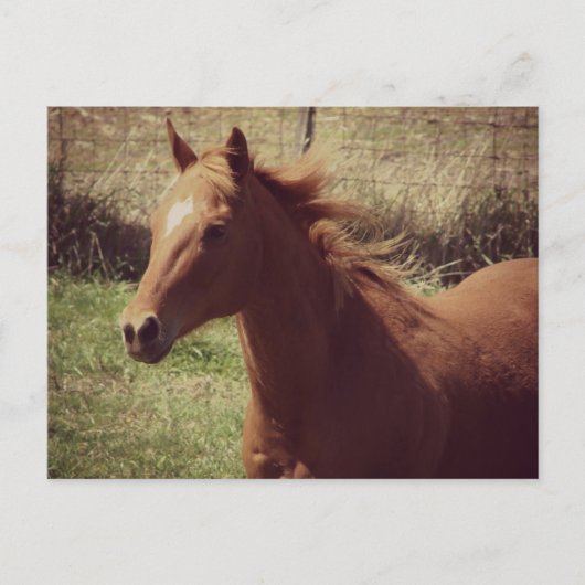 Scotch in Motion Postkarte (Vorderseite)