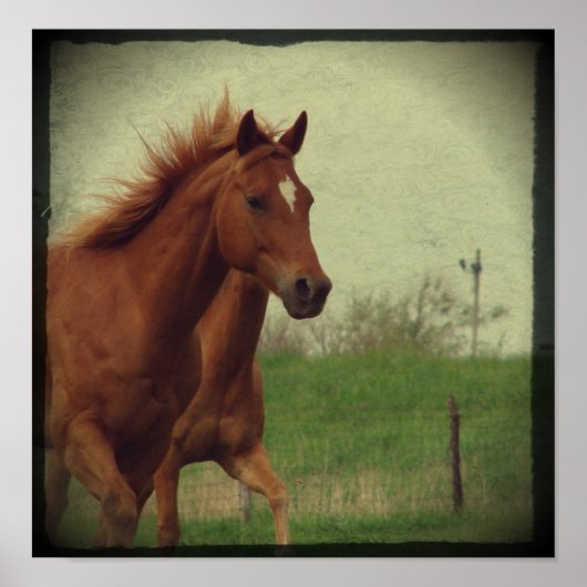 Scotch Trots Poster (Vorne)