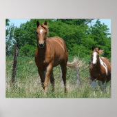 Scotch und Blitzy Trot Towards Camera Poster (Vorne)