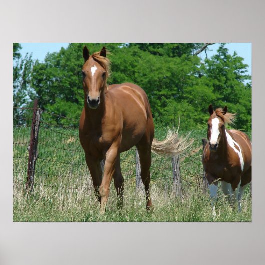 Scotch und Blitzy Trot Towards Camera Poster (Vorne)