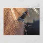 Scotchextremisseup Postkarte (Vorderseite)