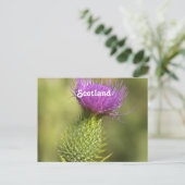Scotland Thistle Postkarte (Stehend Vorderseite)