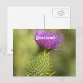 Scotland Thistle Postkarte (Vorne/Hinten)