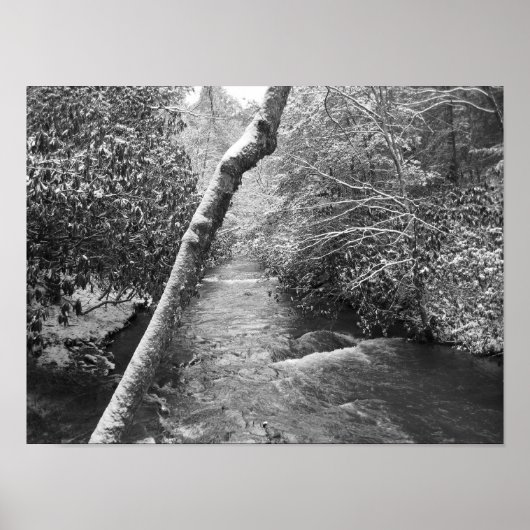 Scott Creek Poster (Vorne)