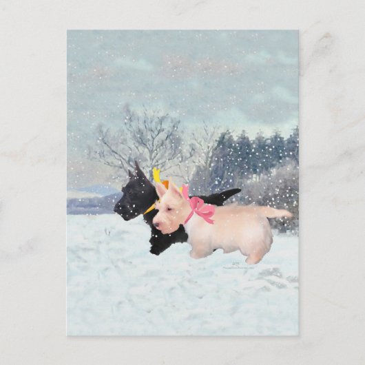 Scottie Welpen Postkarte (Vorderseite)