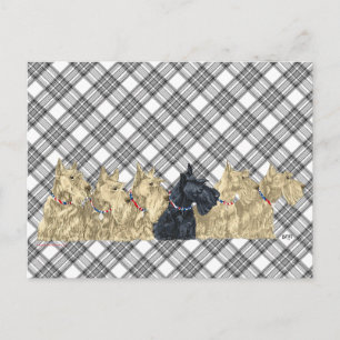 Scotties All in einer Reihe Postkarte
