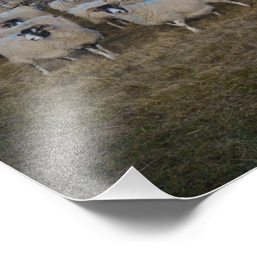 Scottish Blackface Sheep Herd Panorama Fotodruck (Ecke)