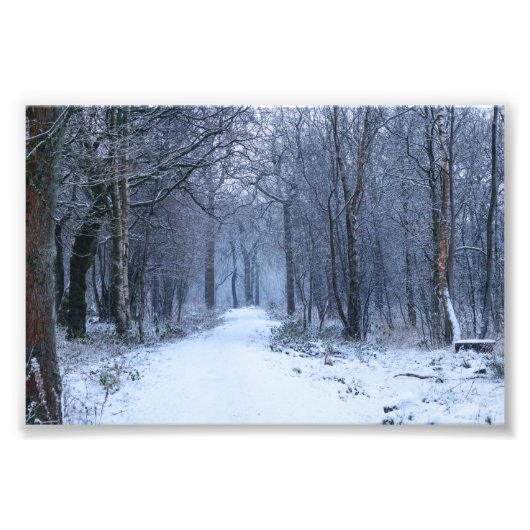 Scottish Bluebell Woods in Winter Fotodruck (Vorne)