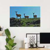 Scottish Deer Trio Poster (Heimbüro)