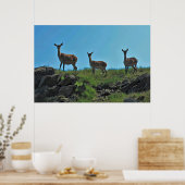Scottish Deer Trio Poster (Küche)