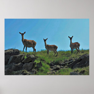 Scottish Deer Trio Poster