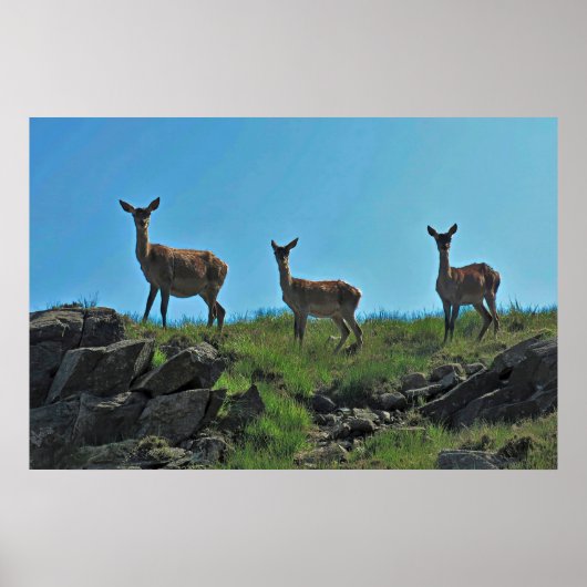 Scottish Deer Trio Poster (Vorne)