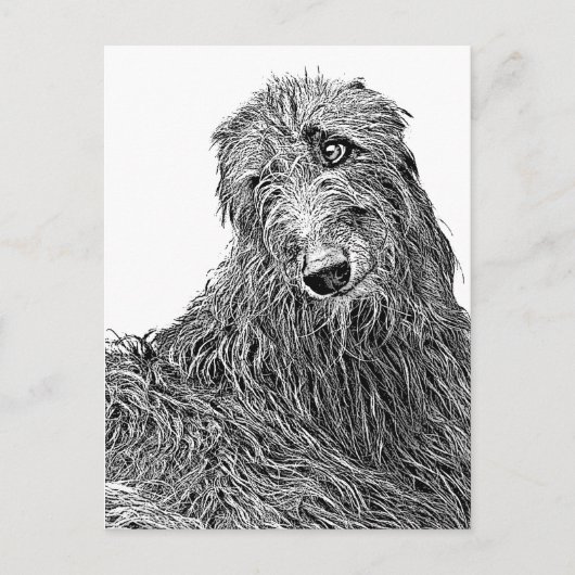 Scottish deerhound Noir et Blanc Postkarte (Vorderseite)