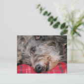 Scottish Deerhound Postcard Postkarte (Stehend Vorderseite)