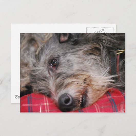 Scottish Deerhound Postcard Postkarte (Vorne/Hinten)