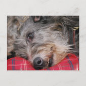 Scottish Deerhound Postcard Postkarte (Vorderseite)