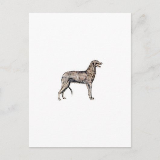 Scottish Deerhound Postkarte (Vorderseite)