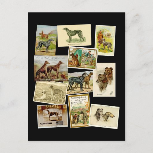 Scottish deerhound: Vintag Postkarte (Vorderseite)