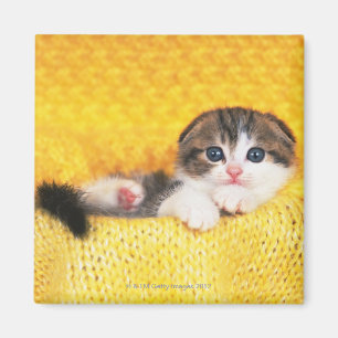 Scottish-Falte; ist eine Zucht der Katze mit einem Magnet