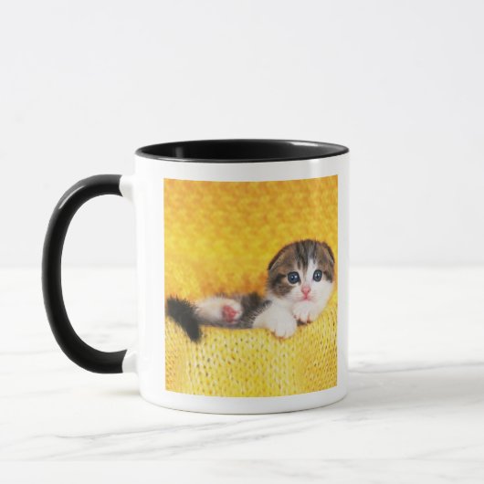 Scottish-Falte; ist eine Zucht der Katze mit einem Tasse (Links)