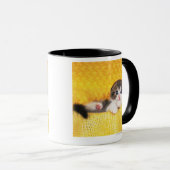 Scottish-Falte; ist eine Zucht der Katze mit einem Tasse (VorderseiteRechts)