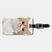Scottish-Falten-Katze Gepäckanhänger (Vorderseite horizontal)