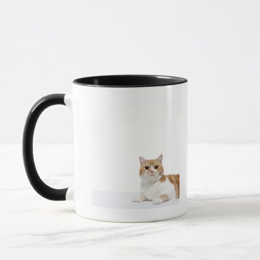 Scottish-Falten-Katze Tasse (Links)