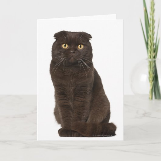 Scottish Fold (18 Monate alt), sitzend Karte (Vorderseite)